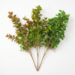 Image-product