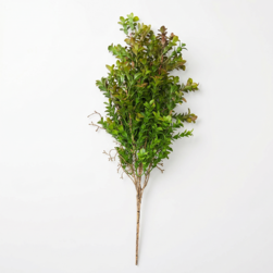 Image-product